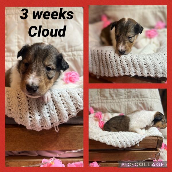 AKC Rough Collie Puppies