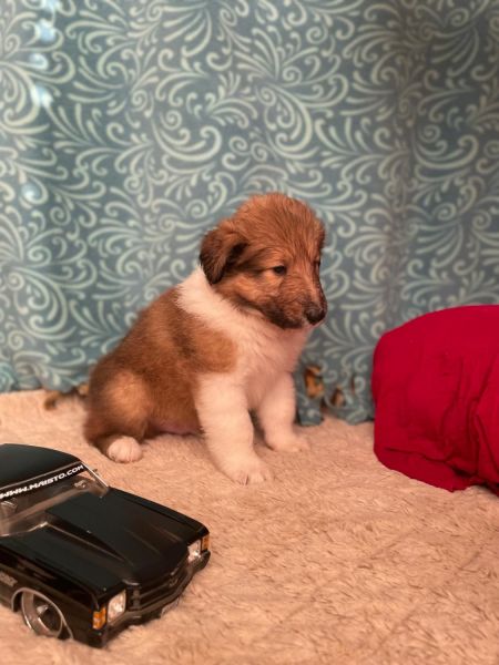 Adorable Healthy Rough Collie Puppies!