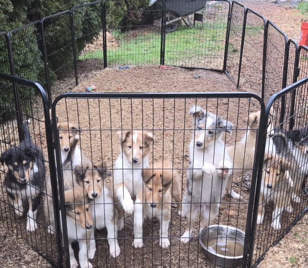 Rough Collie Puppies