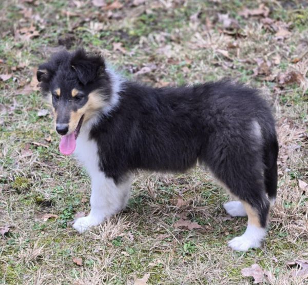 Male Rough Collie