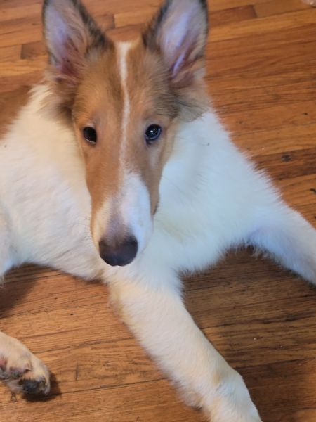 Rough collie 14 week male sable