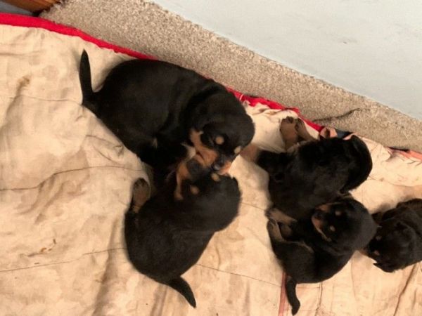 Rottweiler puppies