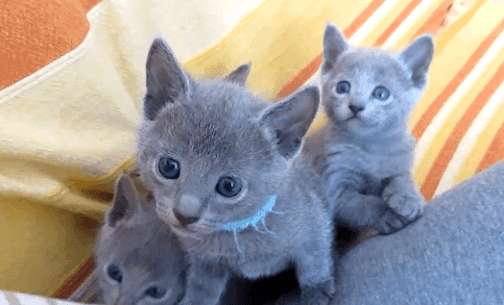 DNMJKO Russian Blue kittens