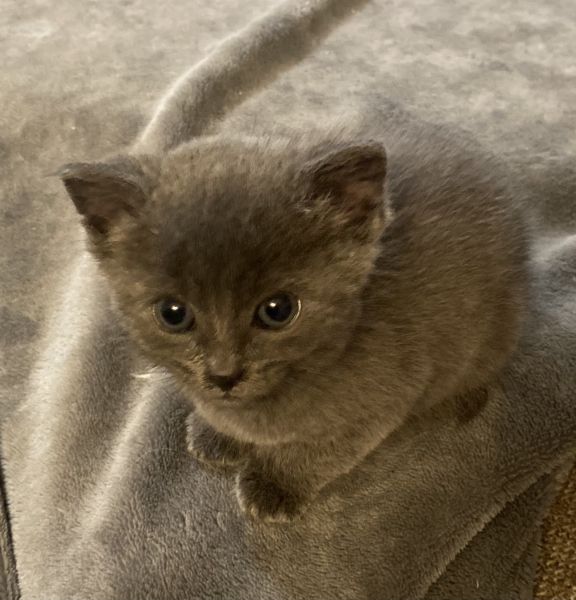 Russian Blue / Scottish Fold bottlefed kittens