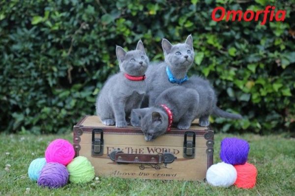 For Sale Russian Blue Kitten Ready Now