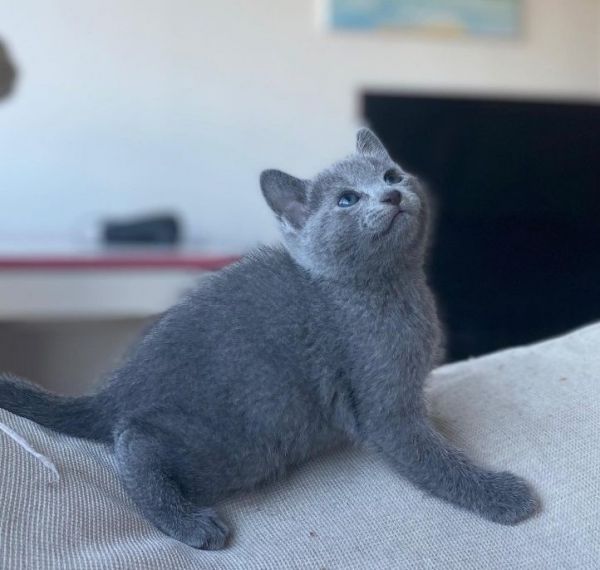 Russian Blue kittens for sale