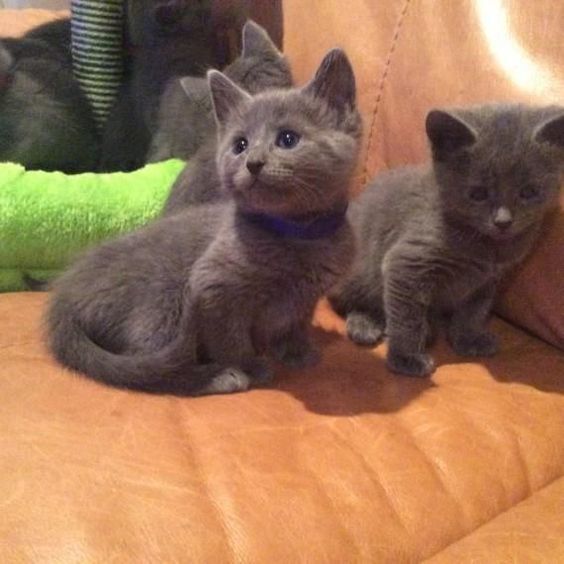 Russian Blue kittens for sale