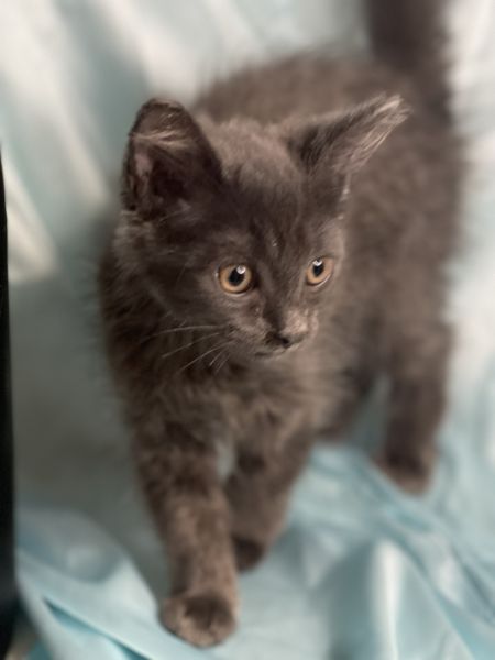 Russian Blue kittens