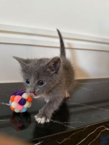 Russian blue mixed litter