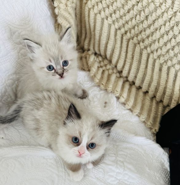 Ragdoll kittens