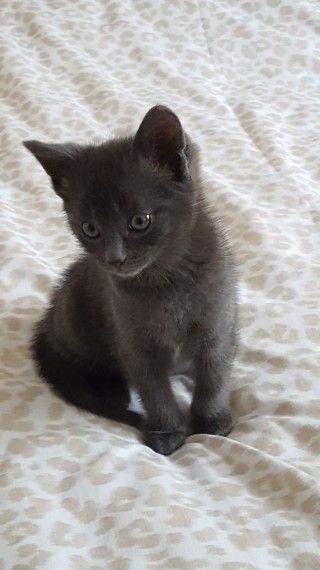 Russian Blue X Kittens*
