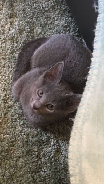 Beautiful gccf blue and blue/cream kittens
