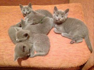 Russian Blue Kittens- This is the legitimate advert