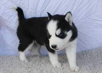 Blue Eyes Siberian Husky Puppies (***) ***-***4