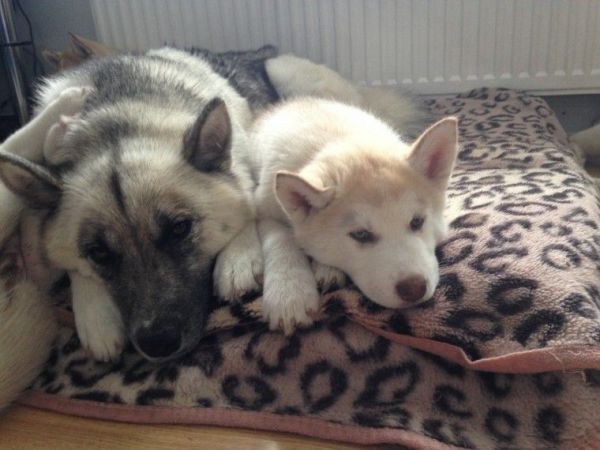 Siberian Husky Puppy's
