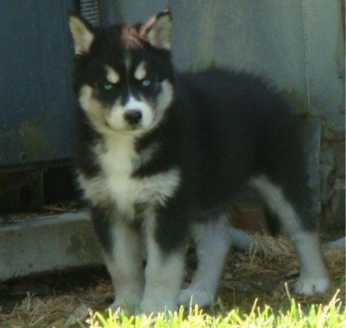Blue Eyes ** Siberian Husky pups