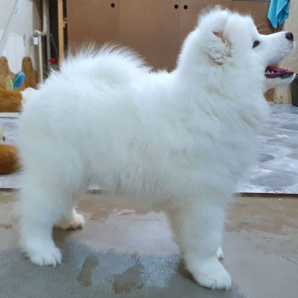 Samoyed Puppies for Sale