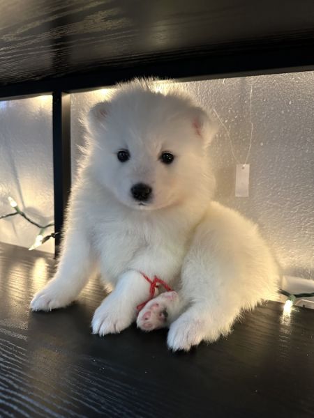 Samoyed Puppies