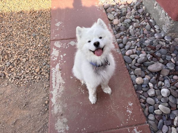 Loving, energetic Samoyed seeking a permanent home