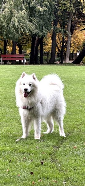 SAMOYEDO PARA MONTA