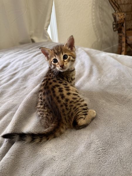 Stunning F5 Savannah Female Available - She's Ready for Her New Home