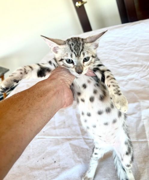 F2 Savannah lynx hybrids