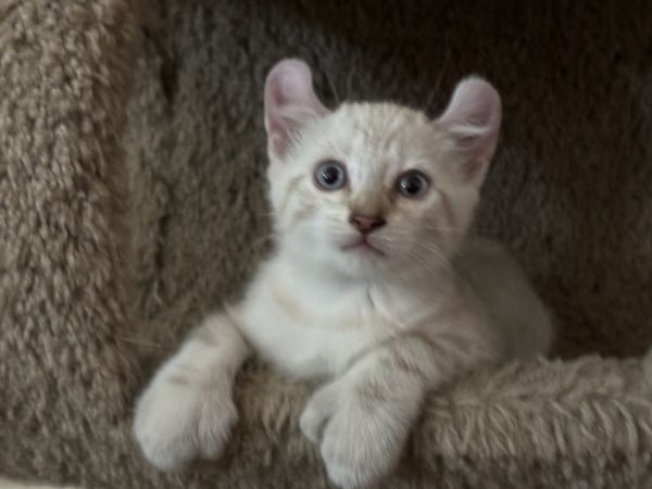 RARE Snow Leopard Savannah Lynx Kitten