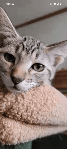 F3 Savannah/Maine Coon Kittens