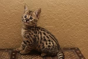 Twin Male And Female F2 Savannah Kittens
