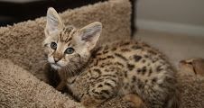 F1 Savannah Kittens For Adoption ***
