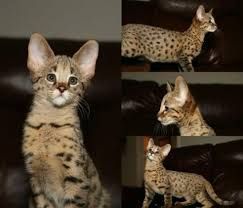 Healthy Savannah Kittens Available ***