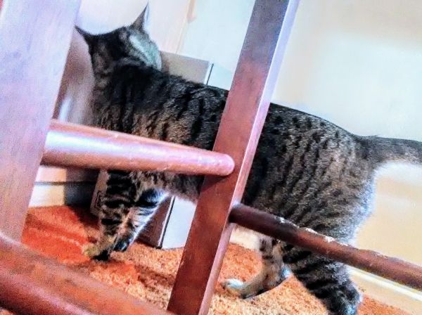 Savannah Proven Stud-SBT-2years-borrow/buy