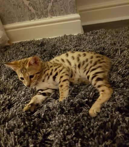 Fantastic F3 Savannah kittens for sale
