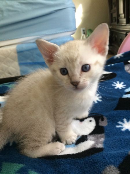 Snow White with Blue Eyes Savannah F5 -4 weeks old