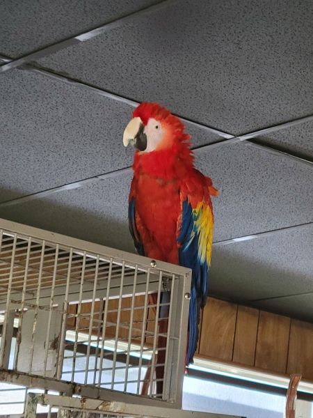 Scarlet macaw