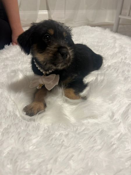 Australian Shepherd/ Schnauzer (Confetti Schnauzers)