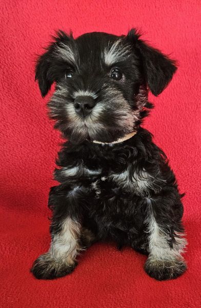 Miniature Schnauzer Puppies Black and Silver