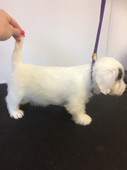 Stunning Chunky Sealyum Terriers