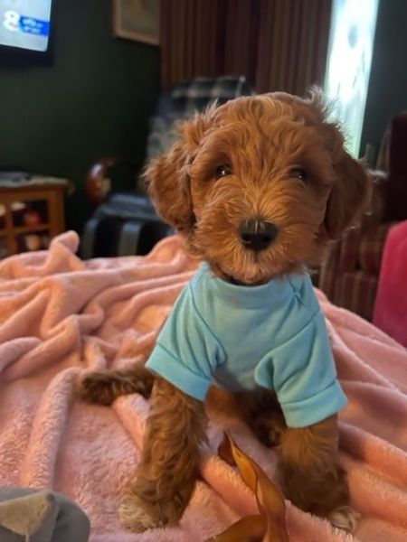 TEDDY BEAR SCHNOODLE LOVIN'!