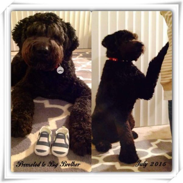 Giant Schnoodle Puppies