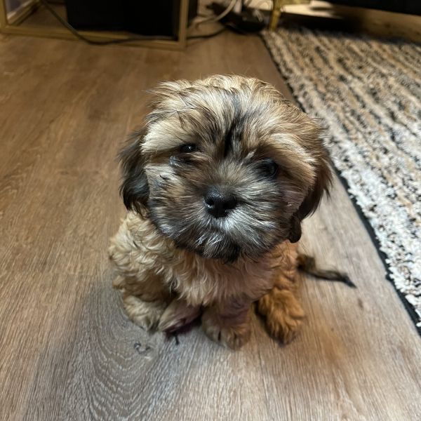 Luna / shih tzu dachshund mix