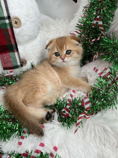 Male Scottish Fold kitten