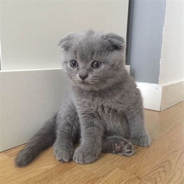 Short Hair Kittens and Scottish fold kitten For Sale