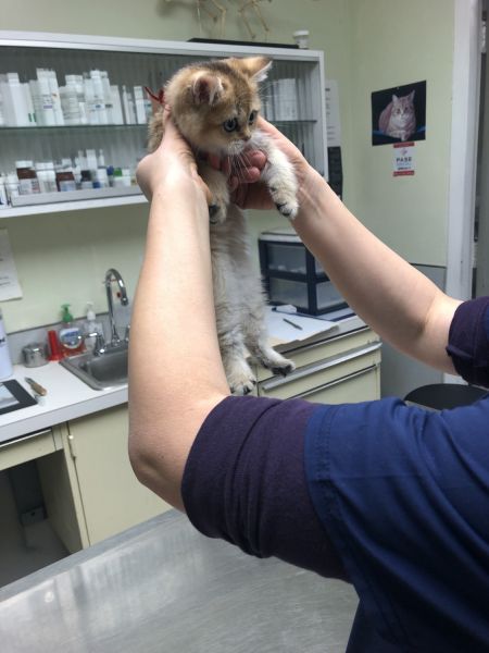 Scottish straight kittens need forever home