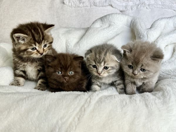 Scottish fold/Scottish straight kittens