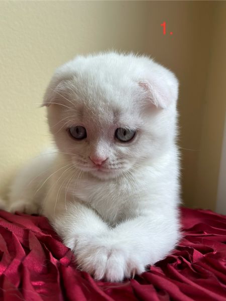 White Scottish fold kitten