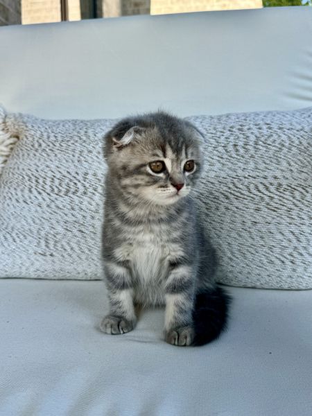 Scottish fold male