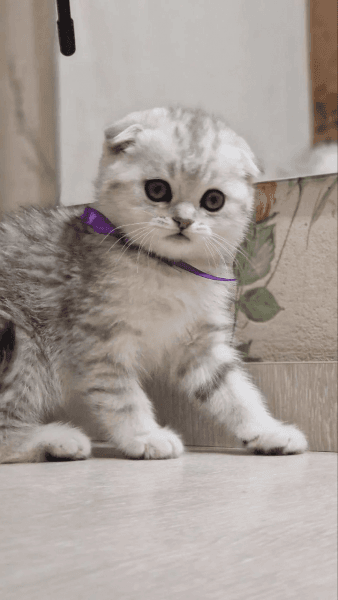 Scottish Fold