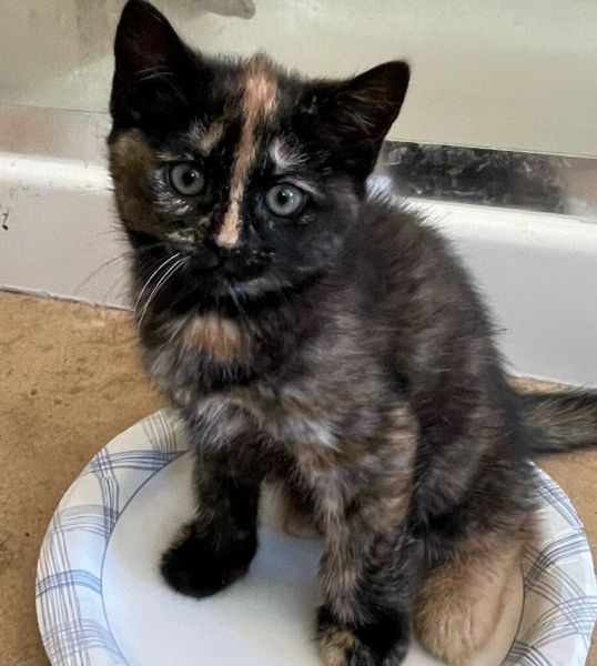 Scottish Straight Female Kitten