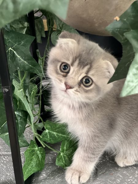 Scottish Fold kitten boy